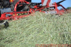 Siano tymotkowe, brązowa tymotka łąkowa 1 kg; zbiór 2026