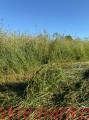 IMG_0111.JPG