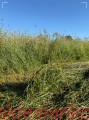 IMG_0111.JPG