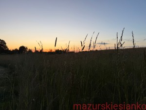 Siano mazurskie 1 kg; zbiór 2026