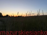 Siano mazurskie 10 kg; zbiór 2026